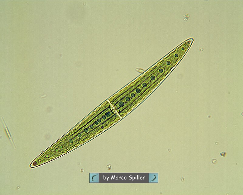 Closterium moniliferum: un''alga contro la radioattivit�